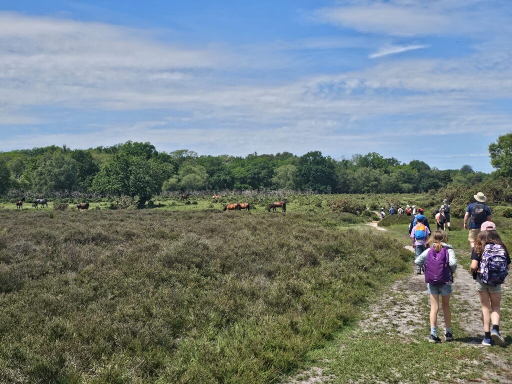 Beavers on a hike through a field